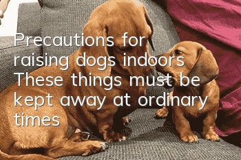 Precautions for raising dogs indoors: These things must be kept away at ordinary times