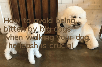 How to avoid being bitten by big dogs when walking your dog. The leash is crucial