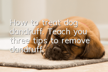 How to treat dog dandruff. Teach you three tips to remove dandruff.
