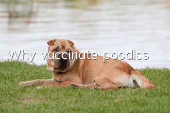 Why vaccinate poodles?