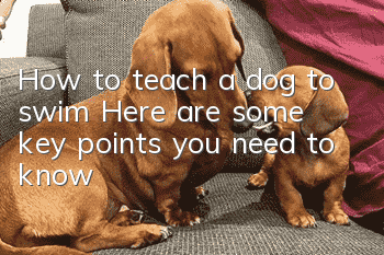 How to teach a dog to swim? Here are some key points you need to know