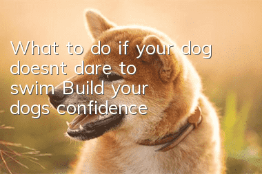 What to do if your dog doesn’t dare to swim? Build your dog’s confidence