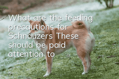 What are the feeding precautions for Schnauzers? These should be paid attention to