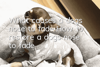 What causes a dog’s nose to fade? How to restore a dog’s nose to fade?