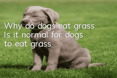 Why do dogs eat grass? Is it normal for dogs to eat grass?