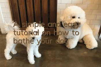 A simple and easy tutorial on how to bathe your dog