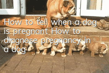 How to tell when a dog is pregnant How to diagnose pregnancy in a dog