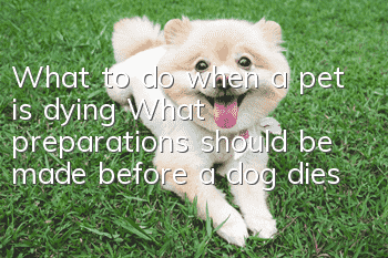 What to do when a pet is dying What preparations should be made before a dog dies