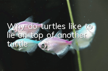 Why do turtles like to lie on top of another turtle?