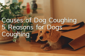 Causes of Dog Coughing 5 Reasons for Dogs Coughing