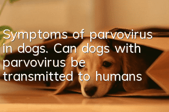 Symptoms of parvovirus in dogs. Can dogs with parvovirus be transmitted to humans?