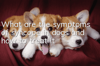 What are the symptoms of syncope in dogs and how to treat it?