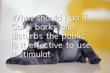 What should I do if Corgi barks and disturbs the public? Is it effective to use a stimulation collar?