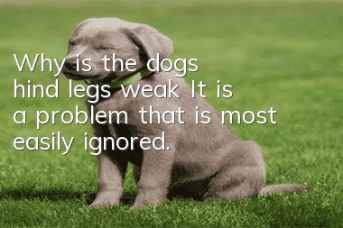 Why is the dog’s hind legs weak? It is a problem that is most easily ignored.