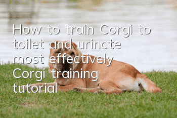 How to train Corgi to toilet and urinate most effectively? Corgi training tutorial