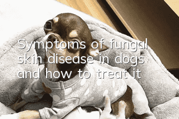 Symptoms of fungal skin disease in dogs and how to treat it