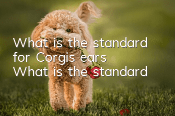 What is the standard for Corgi’s ears? What is the standard?