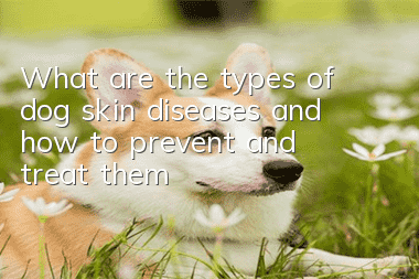 What are the types of dog skin diseases and how to prevent and treat them?