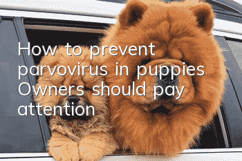 How to prevent parvovirus in puppies? Owners should pay attention!