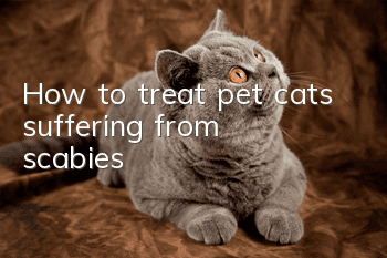 How to treat pet cats suffering from scabies?