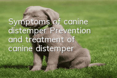Symptoms of canine distemper Prevention and treatment of canine distemper