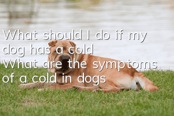 What should I do if my dog ​​has a cold? What are the symptoms of a cold in dogs?