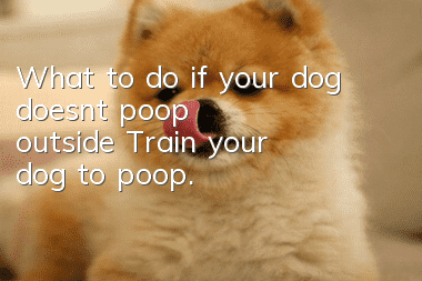 What to do if your dog doesn’t poop outside? Train your dog to poop.