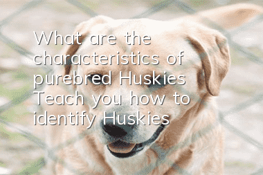 What are the characteristics of purebred Huskies? Teach you how to identify Huskies