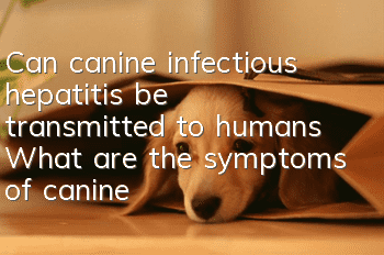 Can canine infectious hepatitis be transmitted to humans? What are the symptoms of canine infectious hepatitis?