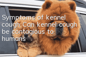 Symptoms of kennel cough Can kennel cough be contagious to humans?