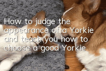 How to judge the appearance of a Yorkie and teach you how to choose a good Yorkie