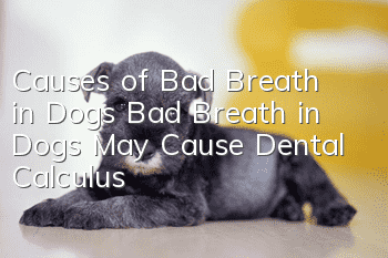 Causes of Bad Breath in Dogs Bad Breath in Dogs May Cause Dental Calculus