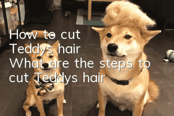 How to cut Teddy's hair? What are the steps to cut Teddy's hair?