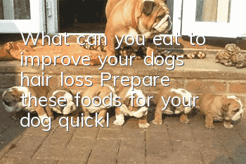 What can you eat to improve your dog’s hair loss? Prepare these foods for your dog quickly