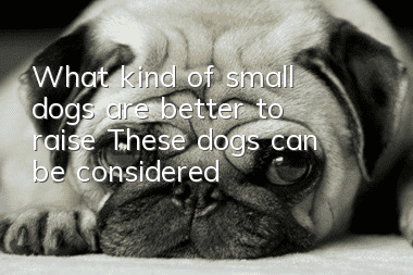 What kind of small dogs are better to raise? These dogs can be considered