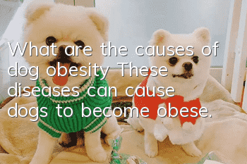 What are the causes of dog obesity? These diseases can cause dogs to become obese.