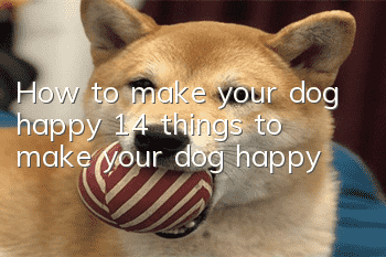 How to make your dog happy 14 things to make your dog happy