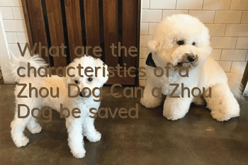 What are the characteristics of a Zhou Dog? Can a Zhou Dog be saved?