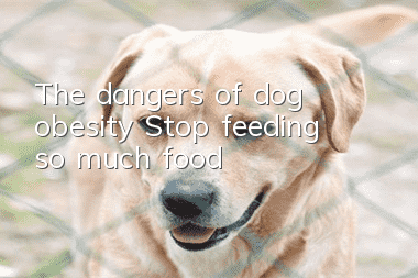 The dangers of dog obesity: Stop feeding so much food!