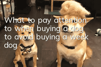 What to pay attention to when buying a dog to avoid buying a week dog