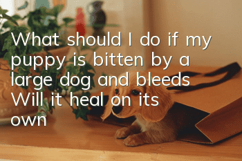 What should I do if my puppy is bitten by a large dog and bleeds? Will it heal on its own?