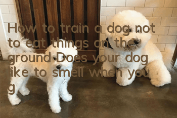 How to train a dog not to eat things on the ground? Does your dog like to smell when you go out?