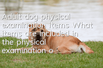 Adult dog physical examination items What items are included in the physical examination of your own dog?