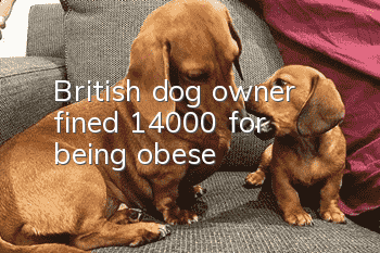 British dog owner fined $14,000 for being obese