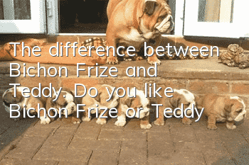 The difference between Bichon Frize and Teddy. Do you like Bichon Frize or Teddy?