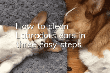 How to clean Labrador’s ears in three easy steps