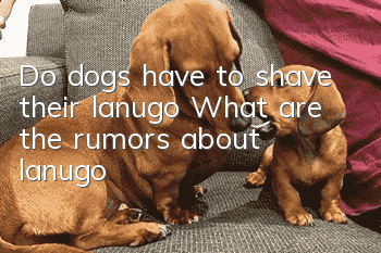Do dogs have to shave their lanugo? What are the rumors about lanugo?