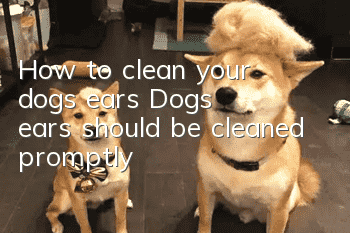 How to clean your dog’s ears Dog’s ears should be cleaned promptly