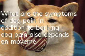 What are the symptoms of dog pain? In addition to barking, dog pain also depends on movement.