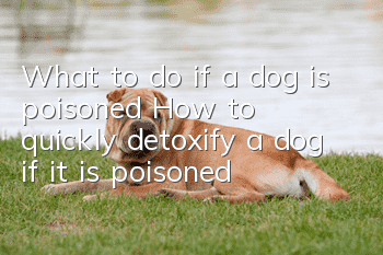 What to do if a dog is poisoned How to quickly detoxify a dog if it is poisoned